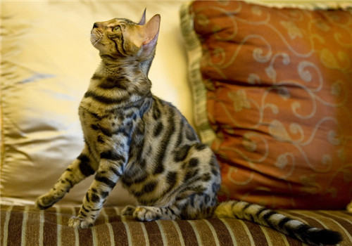 猫咪皮肤病怎么治？