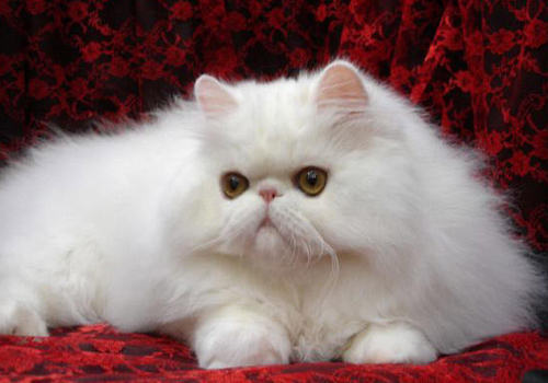 猫咪牙周炎的症状