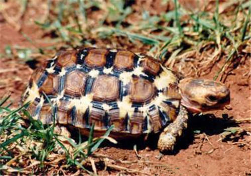 洛帕蒂折背陆龟的形态特征