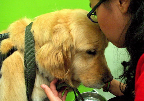 导盲犬的价格是多少