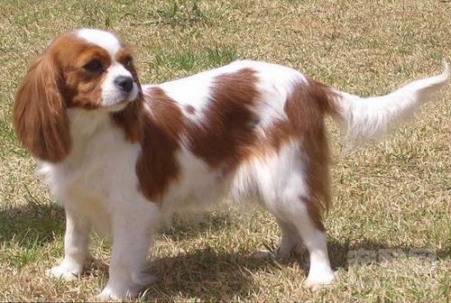 查理士王小猎犬的品种简介