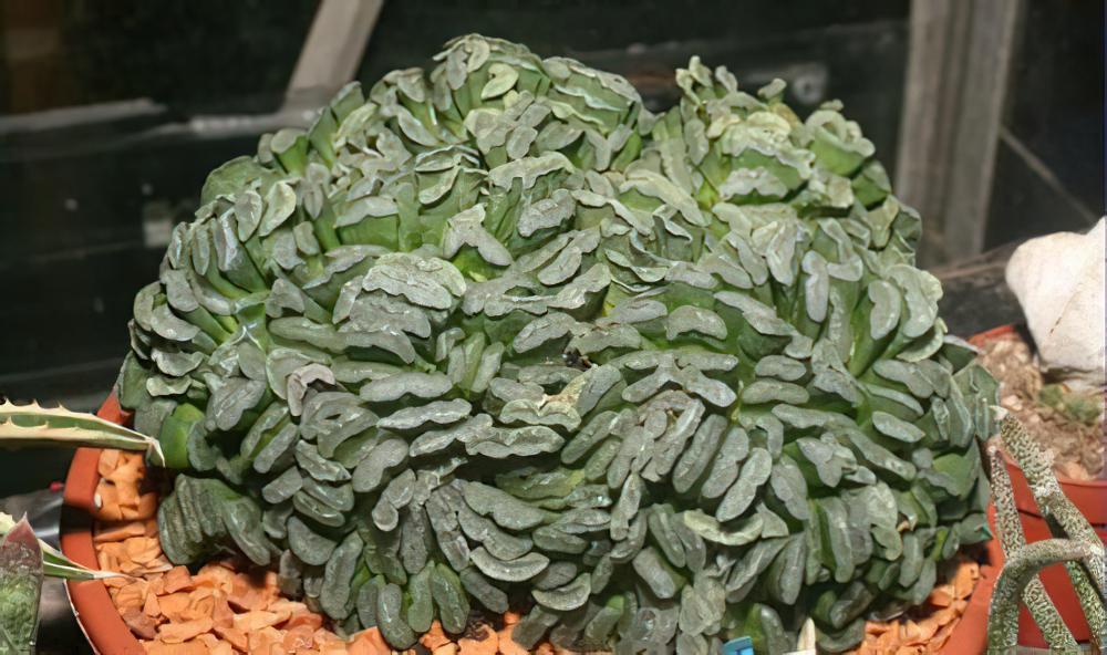 多肉植物并非都是萌萌哒，这些奇葩肉体每一棵都令人脑洞大开