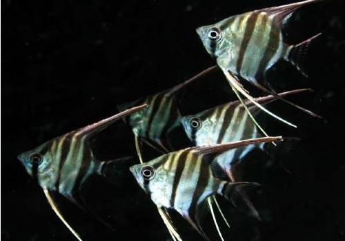 观赏鱼车轮虫病的预防要点