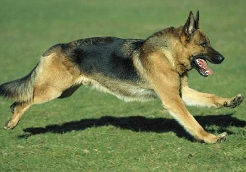 德国牧羊犬吃什么更健康?德国牧羊犬喂养需知