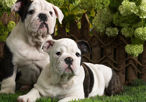 如何应对狗狗因为放纵而引起的攻击性行为 如何应对狗狗因为放纵而引起的攻击性行为