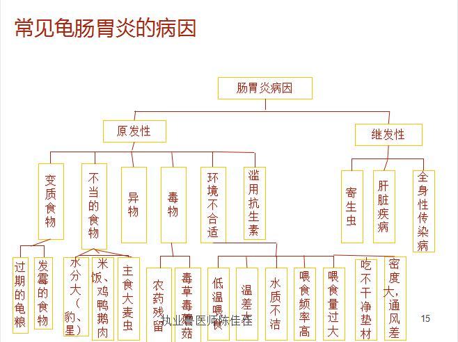你知道什么情况下会导致龟肠胃炎吗? 你知道什么情况下会导致龟肠胃炎吗?
