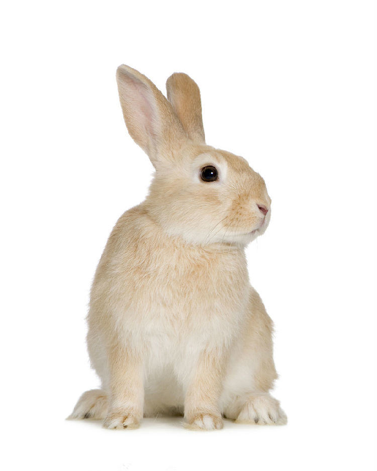怎样降低兔兔绝育手术风险