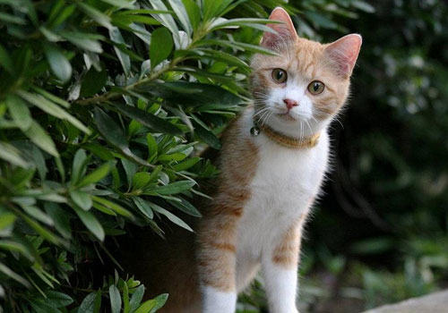 引起猫咪排便困难的多种原因（四）——饲养与管理