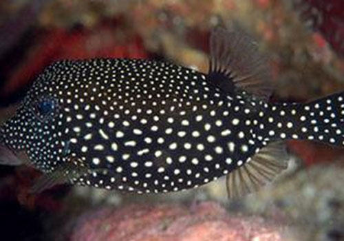 箱鲀鱼科海水鱼饲养方法 箱鲀鱼科海水鱼饲养方法