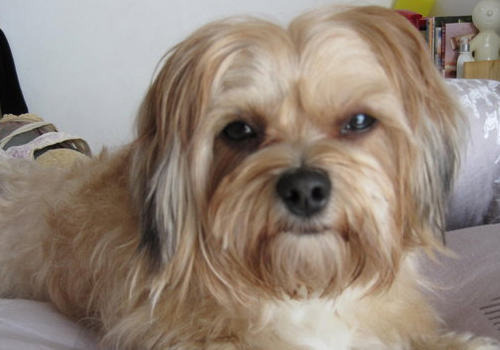 糖对于狗狗有什么影响