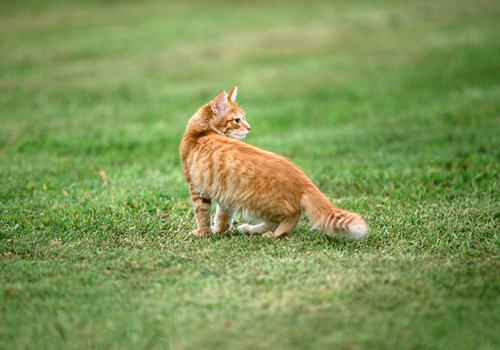 猫咪不回家的原因及应对措施