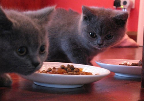 你了解什么是猫爪病吗？