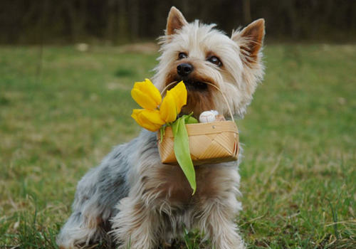 带狗狗出游的注意事项