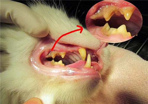 猫咪洗牙的前后顺序及注意事项