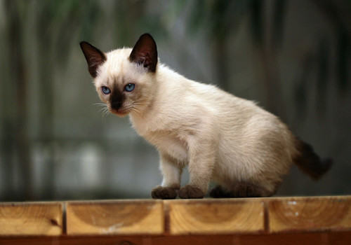 猫咪感冒的原因