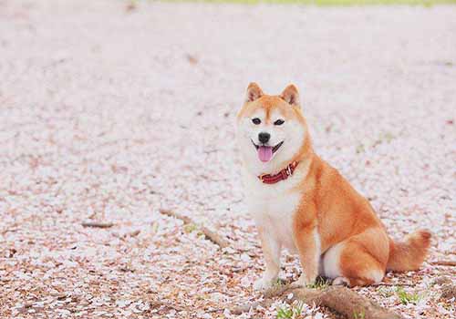 柴犬优缺点有哪些？