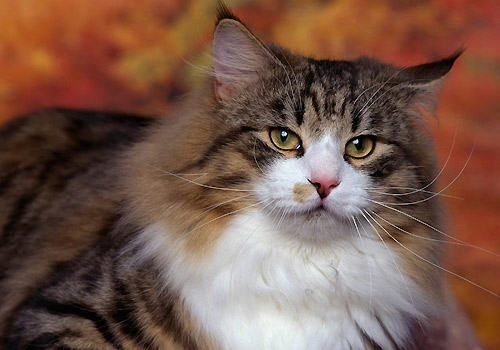 如何挑选挪威森林猫 如何挑选挪威森林猫