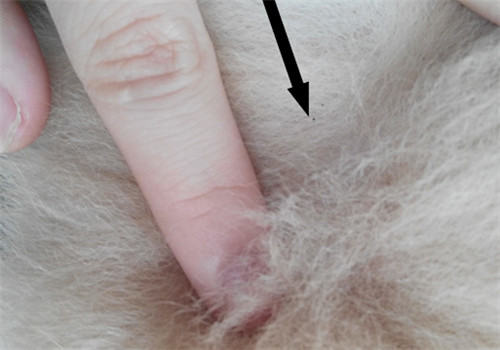 夏季寄生虫之——跳蚤 夏季寄生虫之——跳蚤