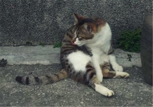 猫咪为什么会患皮肤病？如何治疗？