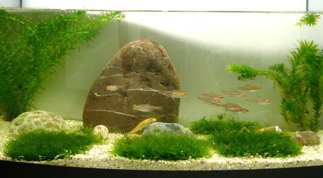 四种方法教你如何调节鱼缸水质