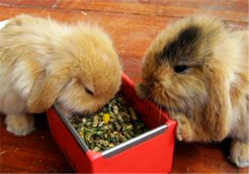 宠物兔饲料中毒症状有哪些? 宠物兔饲料中毒症状有哪些?