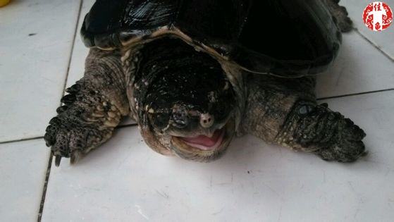 半水栖龟、海龟住院怎么护理 半水栖龟、海龟住院怎么护理