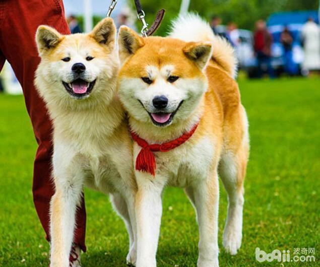 忠犬八公里面的狗,忠犬八公是什么狗? 忠犬八公里面的狗,忠犬八公是什么狗?