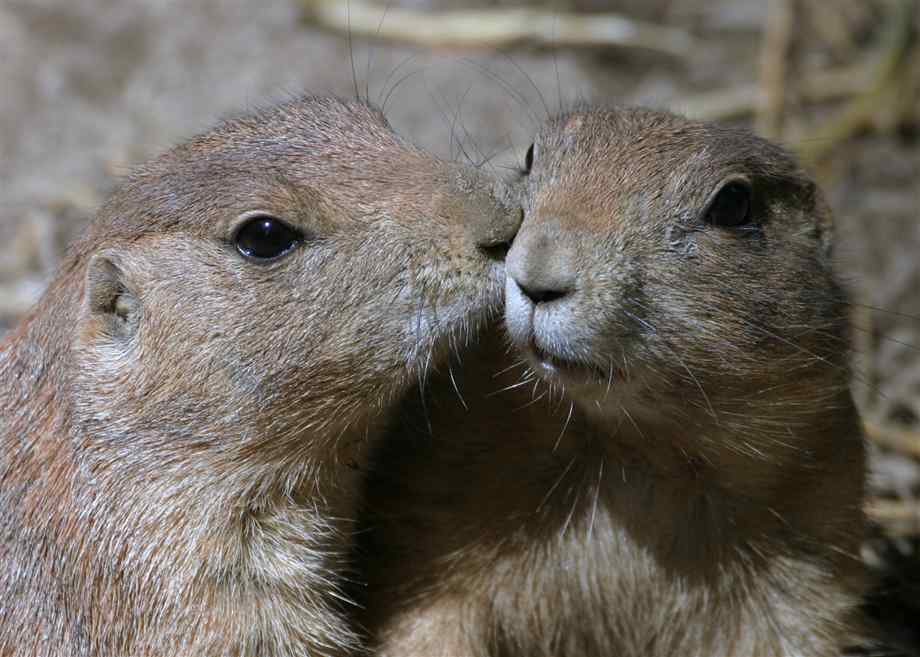 土拨鼠的品种介绍 土拨鼠的品种介绍