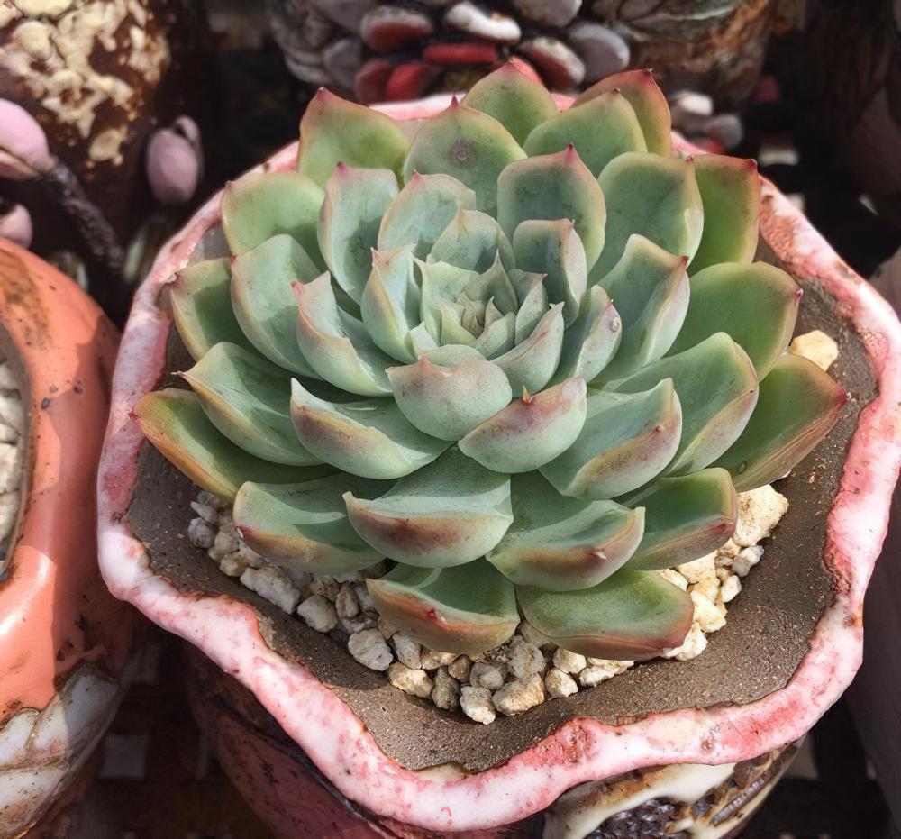 有风有雨有阳光！欢乐的小长假里也不忘记录多肉最美的模样