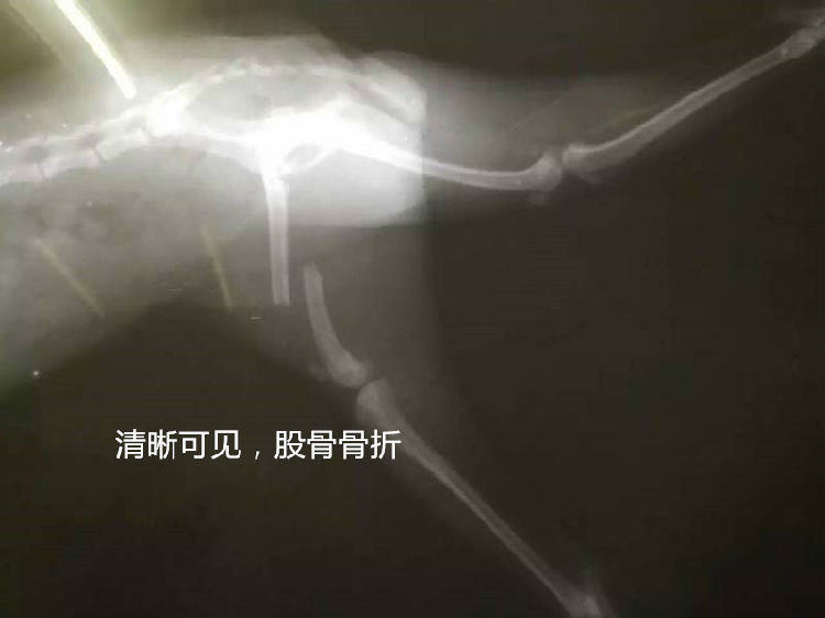 犬常见的外内科疾病（三）