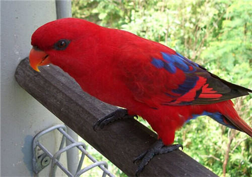 红色吸蜜鹦鹉的品种简介