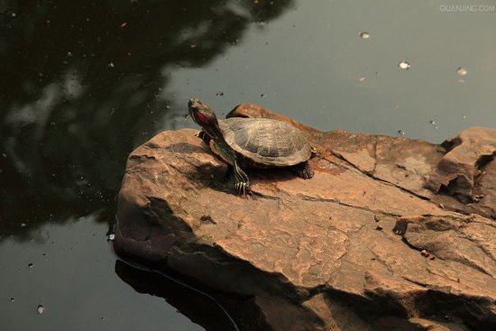 巴西龟眼睛肿的原因