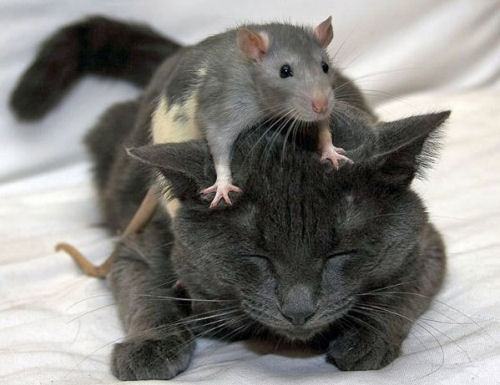 猫和老鼠