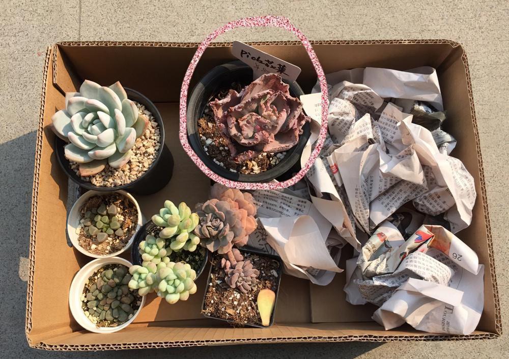 一颗花菜的励志蜕变，这样励志的包菜你是否会爱上她呢？