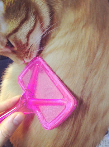夏天到了,猫咪能剃毛吗? 夏天到了,猫咪能剃毛吗?
