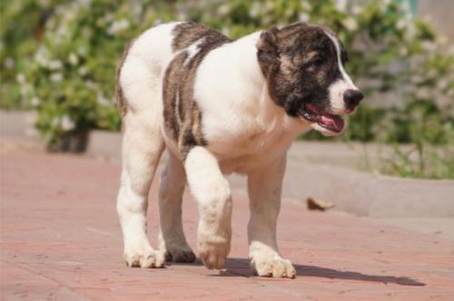 中亚牧羊犬怎么养？中亚牧羊犬饲养
