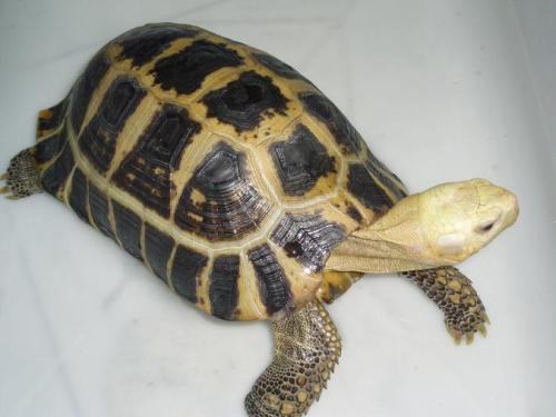 什么龟便宜好养？好养的宠物龟推荐