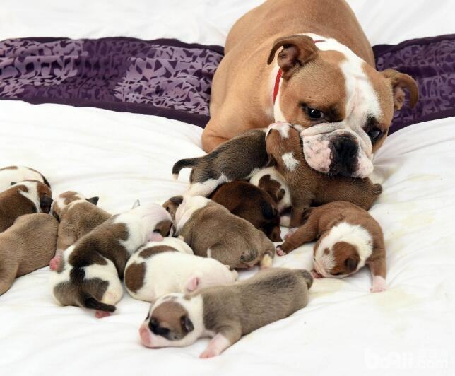 性格最温顺的狗狗都有哪些 性格最温顺的狗狗都有哪些