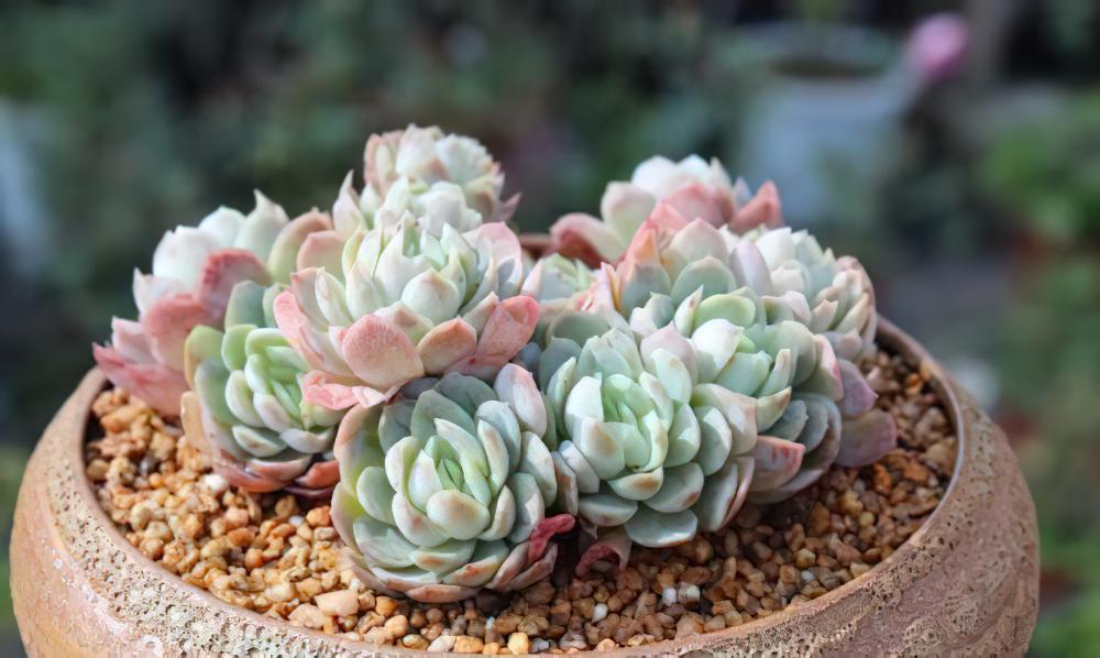 这绝对是真爱：每天早上爬楼顶赏肉，每天上班都迟到