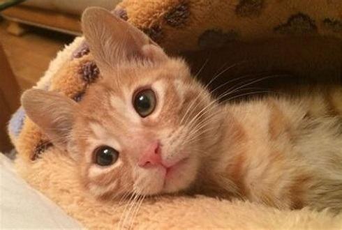 踩到猫怎么办？不小心踩到猫