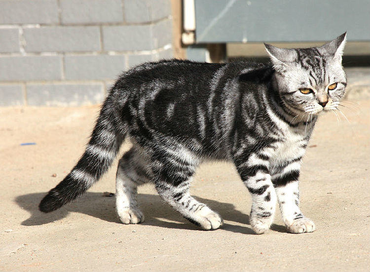虎斑猫图片，虎斑猫有什么特点