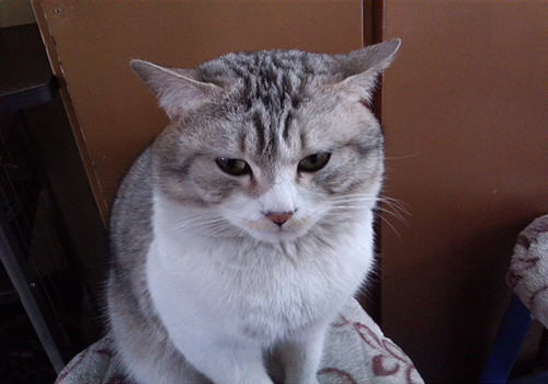 如何看懂猫咪的不同情绪