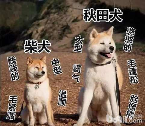 柴犬和秋田犬的区别都有哪些？