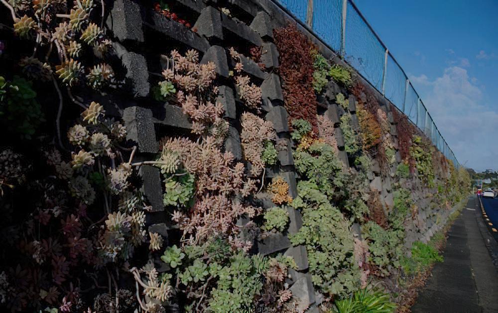 把多肉植物当常态化绿植的新西兰：这样的肉墙实在不足为奇