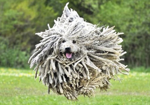 来自匈牙利的大型拖把——可蒙犬 来自匈牙利的大型拖把——可蒙犬