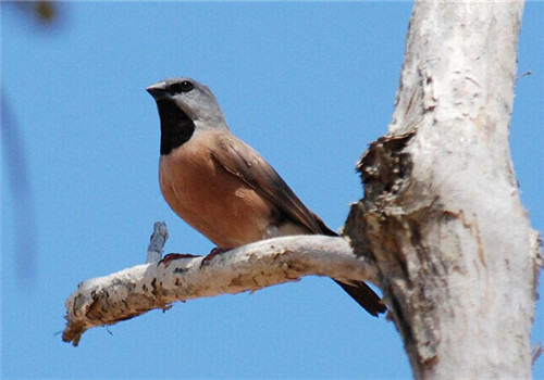 黑喉草雀的品种简介