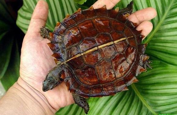怎样挑选一只健康的太阳龟