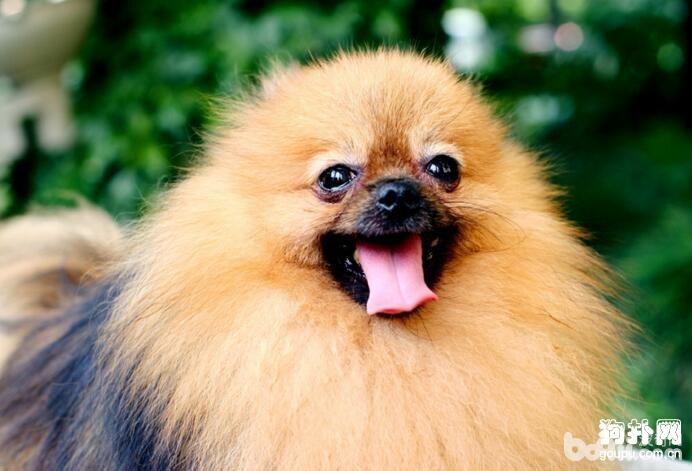 狗狗肠胃健康怎么处理