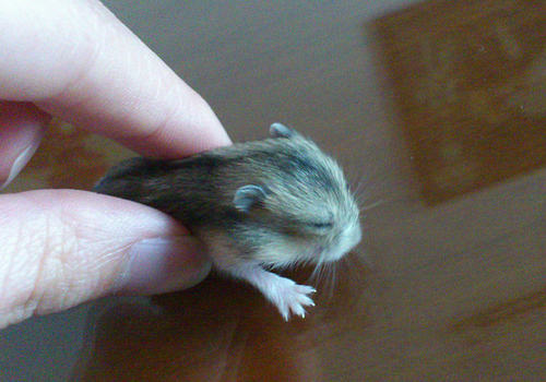 如何防止仓鼠中风及治疗中风