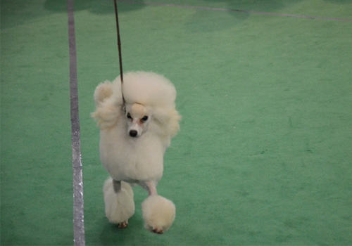 势在必行的狗狗减肥
